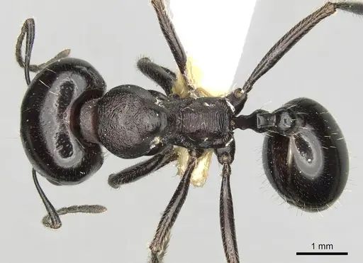 Messor intermedius specimen CASENT0281608 image casent0281608_1