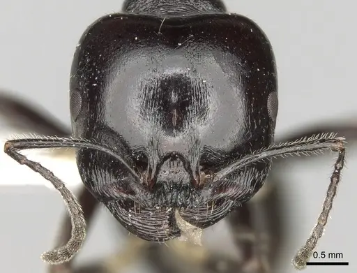 Messor intermedius specimen CASENT0281608 image casent0281608_2