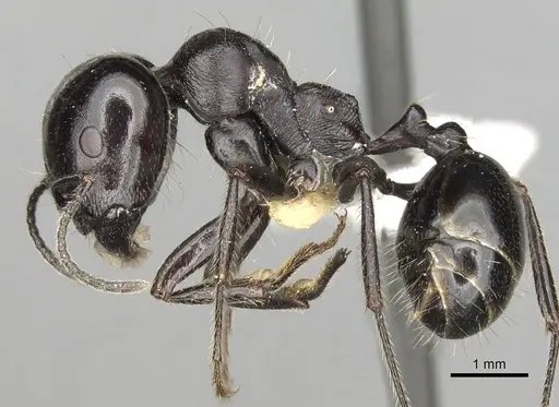 Messor intermedius specimen CASENT0281608 image casent0281608_3