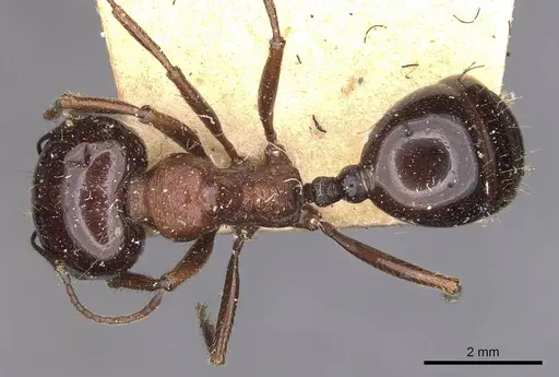 Messor intermedius specimen CASENT0907736 image casent0907736_1