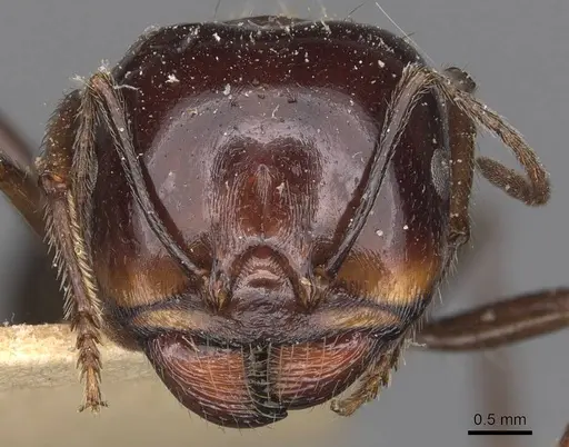 Messor intermedius specimen CASENT0907736 image casent0907736_2