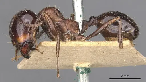 Messor intermedius specimen CASENT0907736 image casent0907736_3
