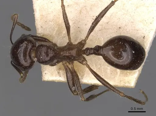 Messor intermedius specimen CASENT0907737 image casent0907737_1