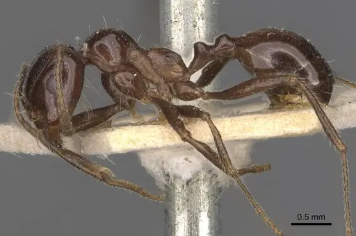 Messor intermedius specimen CASENT0907737 image casent0907737_3