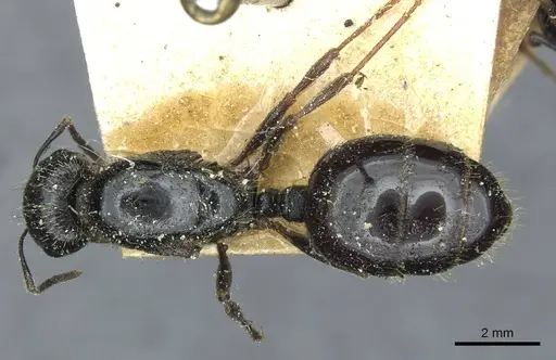 Messor intermedius specimen CASENT0913188 image casent0913188_1