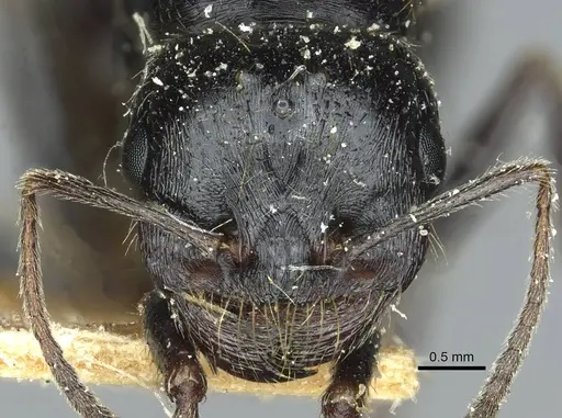 Messor intermedius specimen CASENT0913188 image casent0913188_2