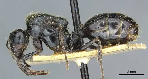 Messor intermedius specimen CASENT0913188 image casent0913188_3