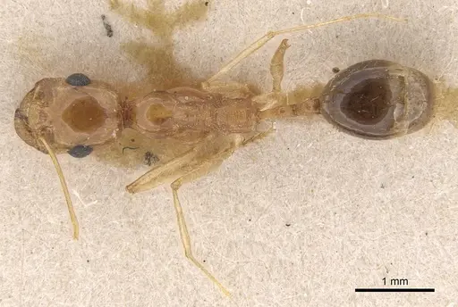 Messor isekram specimen CASENT0913609 image casent0913609_1