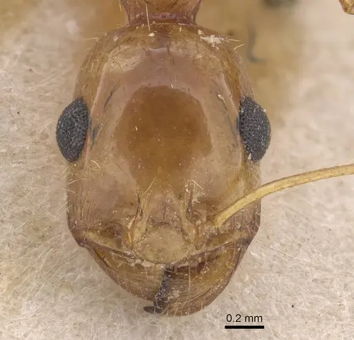 Messor isekram specimen CASENT0913609 image casent0913609_2