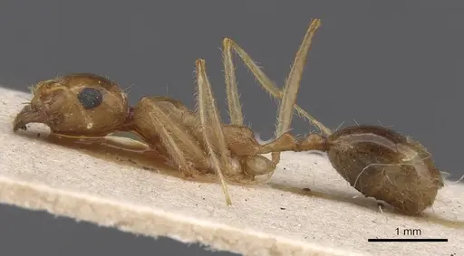 Messor isekram specimen CASENT0913609 image casent0913609_3