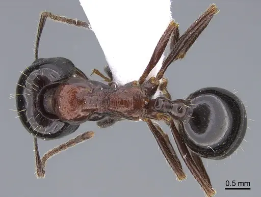 Messor kardamenae specimen CASENT0923718 image casent0923718_1