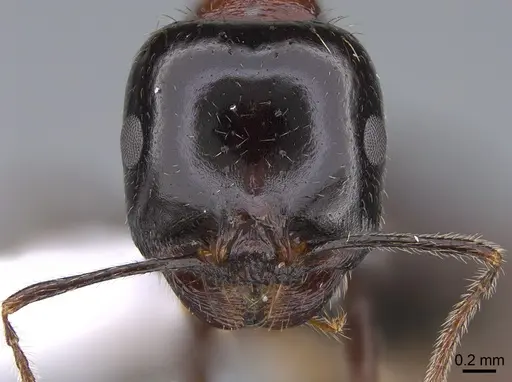 Messor kardamenae specimen CASENT0923718 image casent0923718_2