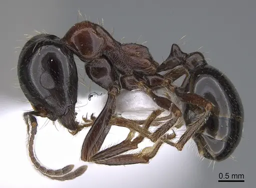 Messor kardamenae specimen CASENT0923718 image casent0923718_3