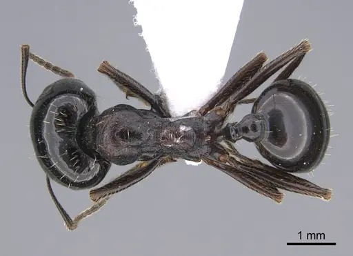 Messor kardamenae specimen CASENT0923719 image casent0923719_1