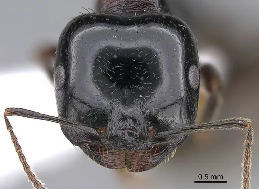 Messor kardamenae specimen CASENT0923719 image casent0923719_2