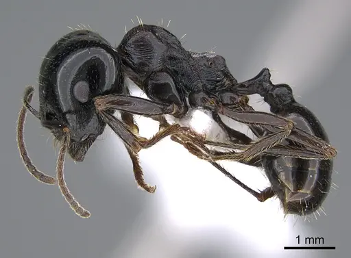 Messor kardamenae specimen CASENT0923719 image casent0923719_3