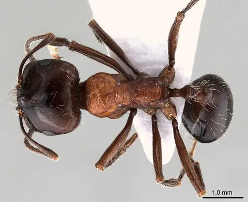 Messor laboriosus specimen ANTWEB1008071 image antweb1008071_1