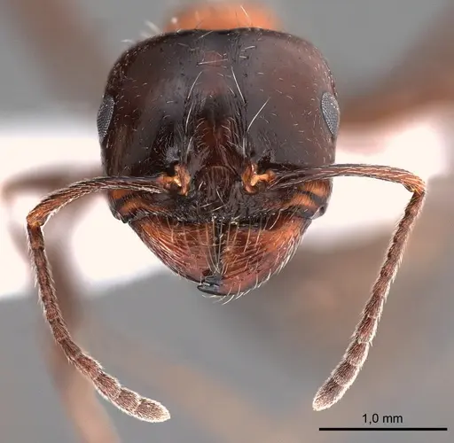 Messor laboriosus specimen ANTWEB1008071 image antweb1008071_3