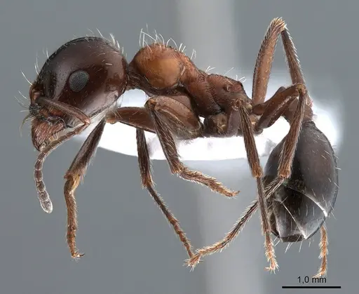 Messor laboriosus specimen ANTWEB1008071 image antweb1008071_4