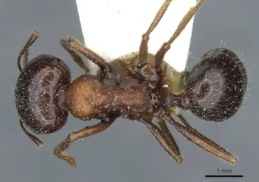 Messor laboriosus specimen CASENT0913176 image casent0913176_1