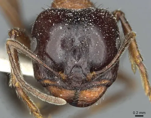 Messor laboriosus specimen CASENT0913176 image casent0913176_2