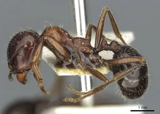 Messor laboriosus specimen CASENT0913176 image casent0913176_3