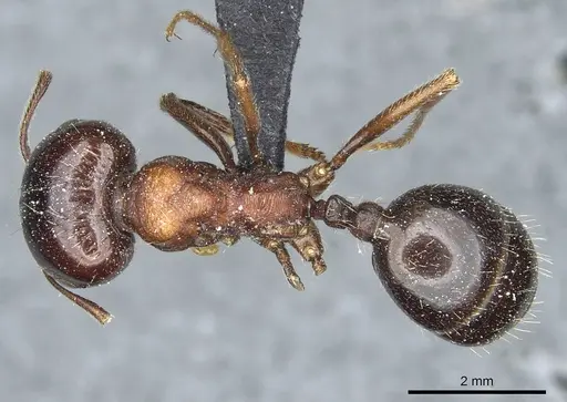 Messor laboriosus specimen CASENT0913177 image casent0913177_1