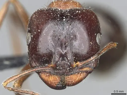 Messor laboriosus specimen CASENT0913177 image casent0913177_2