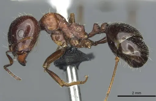 Messor laboriosus specimen CASENT0913177 image casent0913177_3