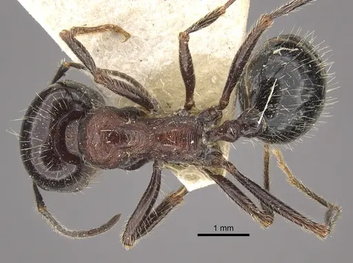 Messor laboriosus specimen CASENT0917756 image casent0917756_1