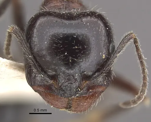 Messor laboriosus specimen CASENT0917756 image casent0917756_2