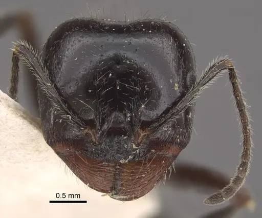 Messor laboriosus specimen CASENT0917756 image casent0917756_3
