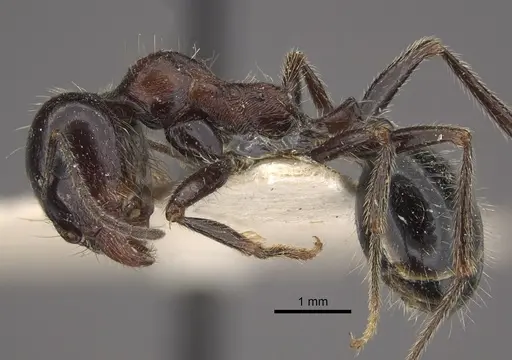 Messor laboriosus specimen CASENT0917756 image casent0917756_4