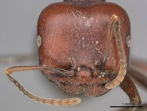 Messor luebberti specimen CASENT0252440 image casent0252440_2