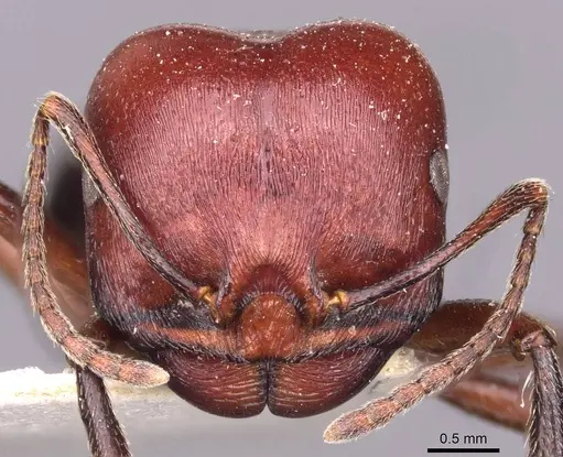 Messor luebberti specimen CASENT0907721 image casent0907721_2