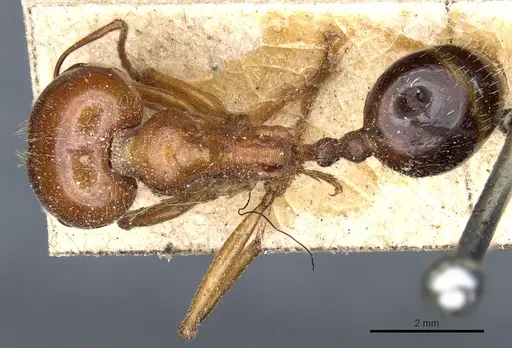 Messor luridus specimen CASENT0904125 image casent0904125_1
