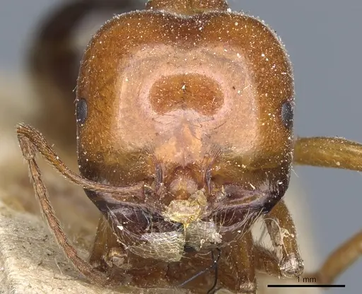 Messor luridus specimen CASENT0904125 image casent0904125_2