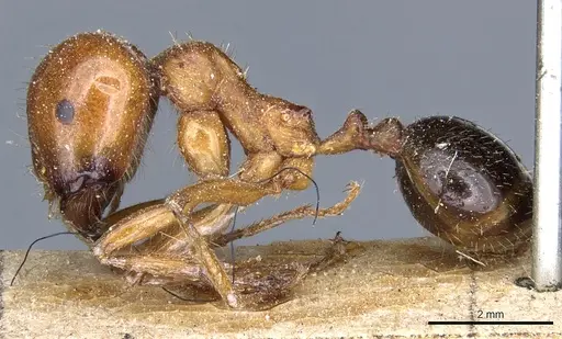 Messor luridus specimen CASENT0904125 image casent0904125_3
