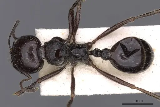 Messor lusitanicus specimen CASENT0900470 image casent0900470_1