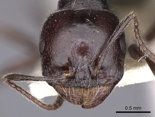 Messor lusitanicus specimen CASENT0900470 image casent0900470_2