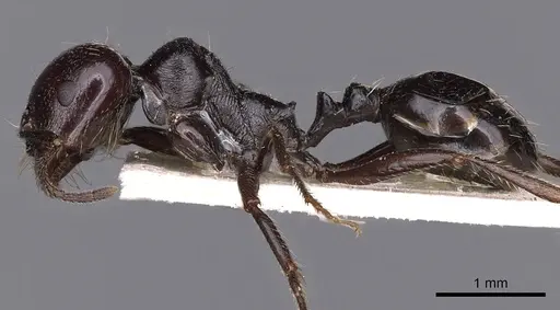 Messor lusitanicus specimen CASENT0900470 image casent0900470_3
