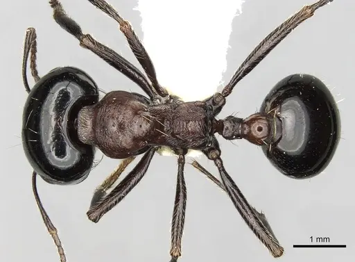 Messor marocanus specimen CASENT0281606 image casent0281606_1