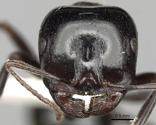 Messor marocanus specimen CASENT0281606 image casent0281606_2