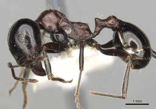 Messor marocanus specimen CASENT0281606 image casent0281606_3
