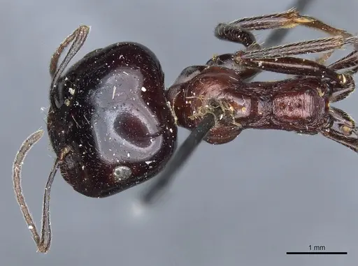 Messor marocanus specimen CASENT0904123 image casent0904123_1