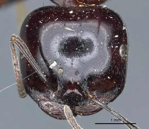 Messor marocanus specimen CASENT0904123 image casent0904123_2