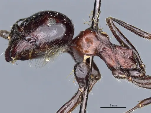 Messor marocanus specimen CASENT0904123 image casent0904123_3