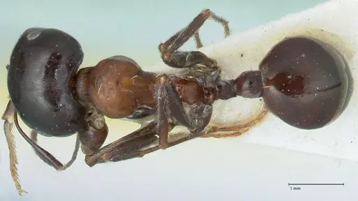 Messor marocanus specimen FOCOL1245 image focol1245_1