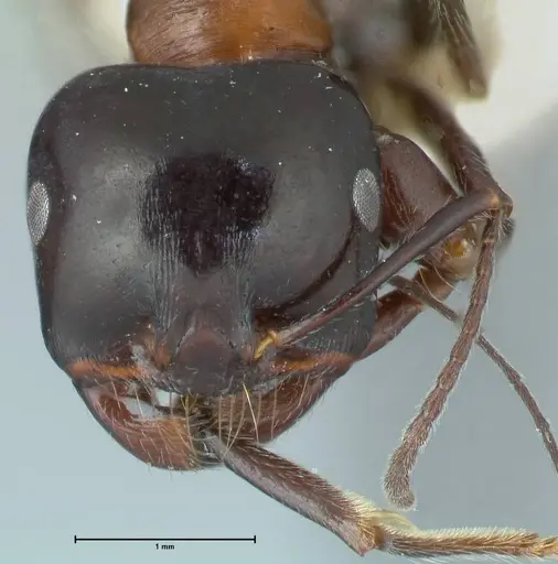 Messor marocanus specimen FOCOL1245 image focol1245_2