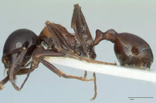 Messor marocanus specimen FOCOL1245 image focol1245_3